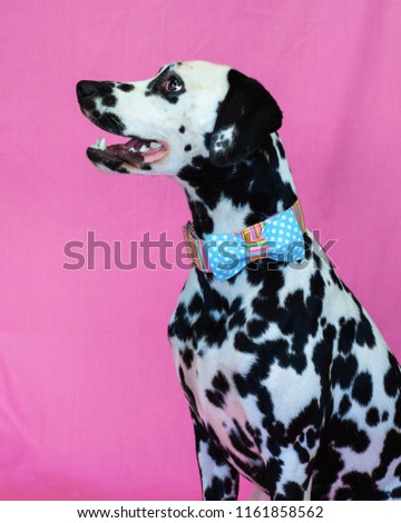 Cute Dalmatian Dog