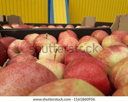 Apples in a box. Red Early apples.
