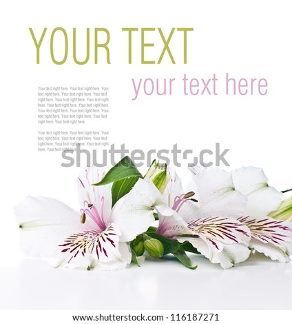 Natural fresh flower of white alstroemeria and text on white background, ready template