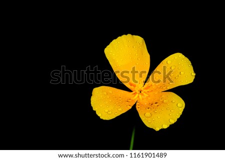 A Close up of a California Poppy with Water Droplets