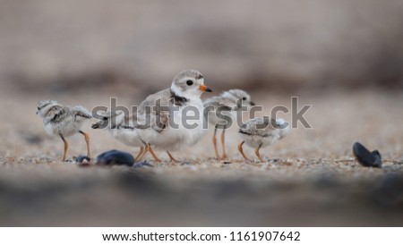 Piping Plover on the Beach 