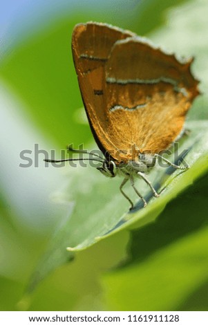 Orange butterfly sits on green leaves and flowers against the sky