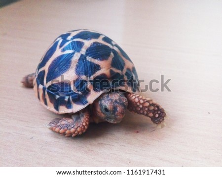 beautiful star tortoise 