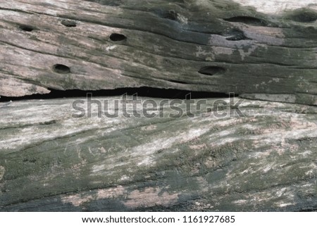 Hard wooden moisture with lichen wood