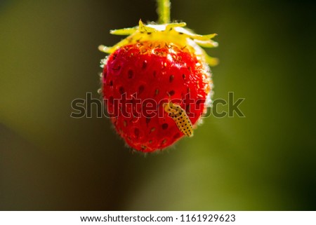 Diese wundervoll reife Erdbeere scheint dem kleinem Wurm zu munden. This wonderfully ripe strawberry seems to taste the small worm. 