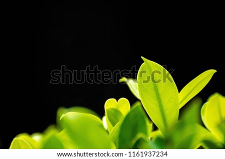 Closeup green leaf on black background.