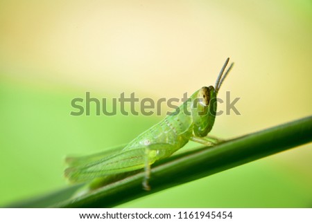 green grasshopper on grass cane on green blurry background, macro photography close up grasshopper  