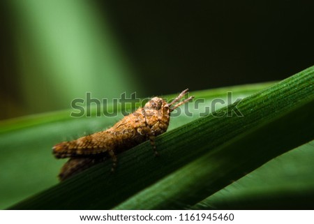 brown grasshopper on dark background  