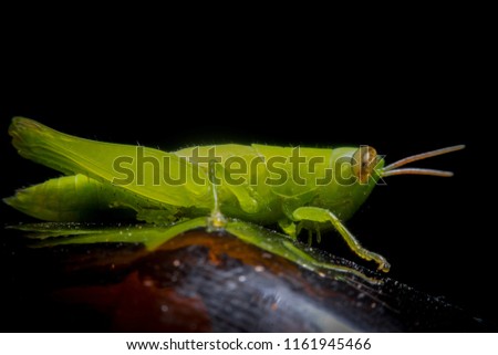 green grasshopper on grass cane on green blurry background, macro photography close up grasshopper  