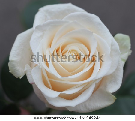 single  rose Vendela