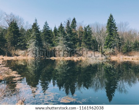 Pine tress reflection on a pond inside Topsmead state forest in early spring in New England Litchfield connecticut united states.