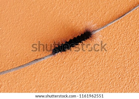 The black worm isolated on an orange background.