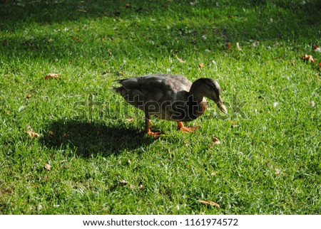 the beautiful duck
