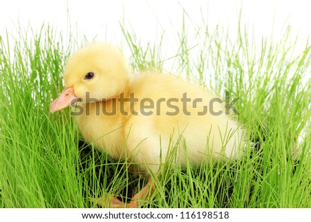 Duckling in green grass isolated on white