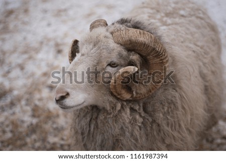 portrait of a ram in winter
