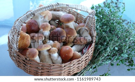 Coming back home after comestible mushrooms research... Royalty-Free Stock Photo #1161989743