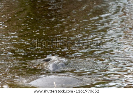 swimming manatee showing his head and face