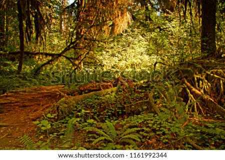 landscape in the Hoh Rainforest