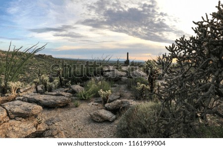 Panorama Nature - Saguaro National Parks Desert at Sunset