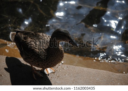 the duck swims quietly