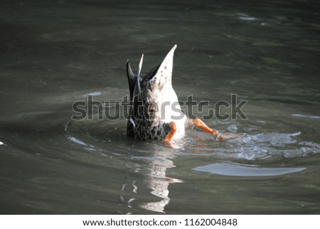 the duck fishing