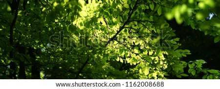 Very High resolution image of fresh foliage in spring catching sunlight