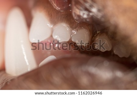 The teeth of the cat as a background. Macro