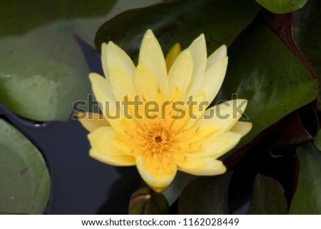 The beautiful pattern yellow lotus flower