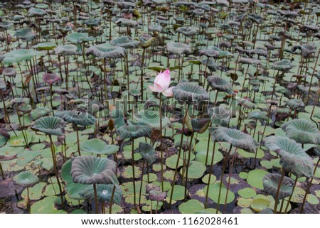 The beautiful pattern pink lotus 