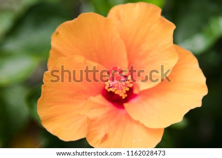 The beautiful orange hibiscus flower 