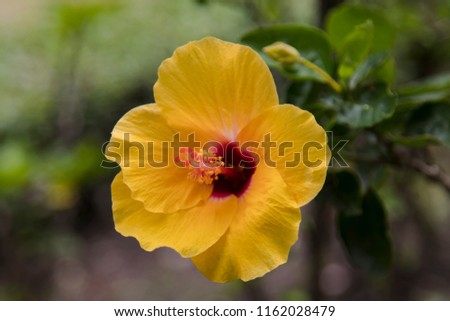 The beautiful yellow hibiscus flower