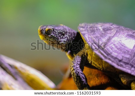 Portrait of a sea turtle in the aquarium .