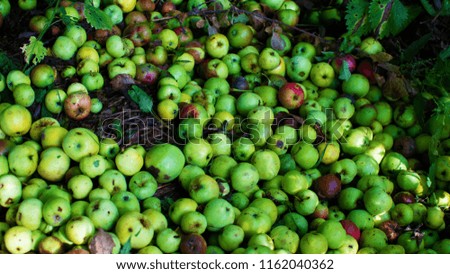 Pile of rotten apples in garden