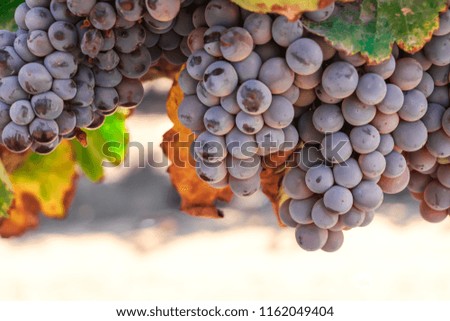Red wine grapes background. Large bunches of red wine grapes hang from an old vine with green leaves. Close up wine grape picture.