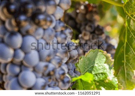 Red wine grapes background. Large bunches of red wine grapes hang from an old vine with green leaves. View of vineyard row . blur Close  up red wine grape picture.