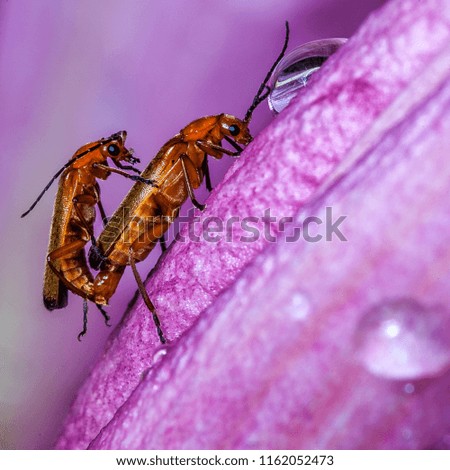 Macro insect  photography