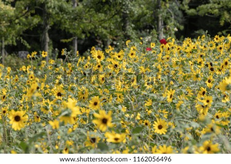 Sunflower of Andersen Park in Funabashi City, Chiba Prefecture, Japan