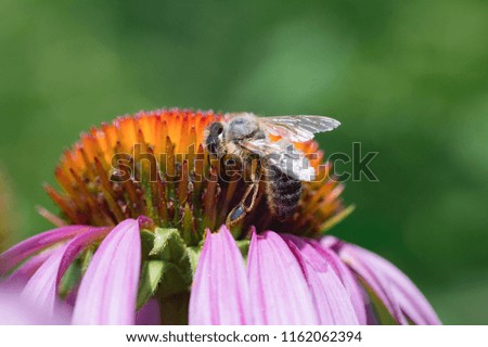 Pink Echinacea Flowers with honey bee. Close up of pink Echinacea flowers
