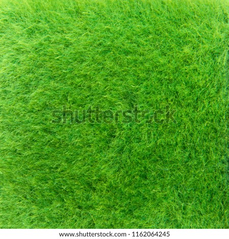 Texture of green fur
