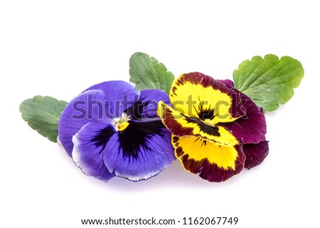 Two pansy flowers isolated on white background