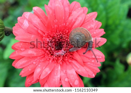Top view of a little snail relaxing on vibrant pink blooming Gerbera flower with snail slime and many water droplets