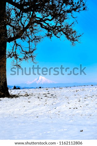 Mt. Hood Oregon covered in snow with vineyard in foreground