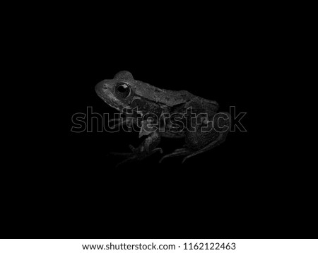 A gray tree frog with dramatic lighting, set against a black backdrop.