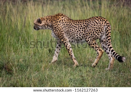 The cheetah walks in the grass in the reserve of the Masai Mara National Park. Kenya.
