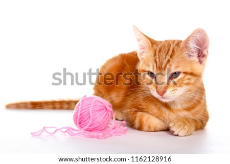 Ginger mackerel tabby kitten isolated on a white background playing with a ball of pink wool