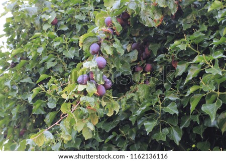 plums on tree