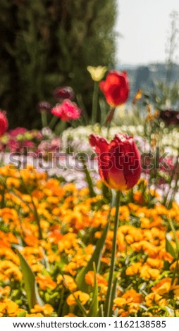 Smartphone HD wallpaper of  a flower in spring on Mainau island 
