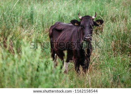cows graze on pasture, bulls