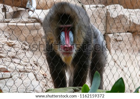 L'amadriade (Papio hamadryas)  un primate della famiglia Cercopithecidae. Big and brilliant: Mandrills are the largest and most colorful of the Old World monkeys. 
