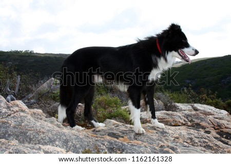 Picture of a beautiful Border Collie dog